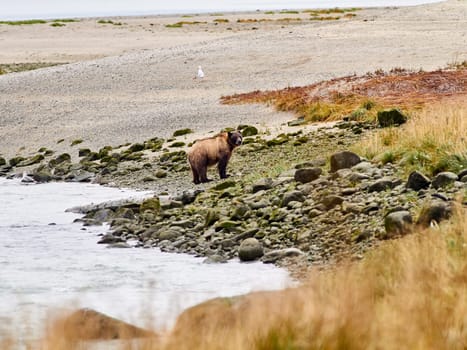 Grizzly bear looking for salmon in Alaska.