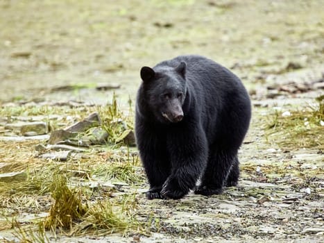 Black bear walking towards you on way to a river to catch salmon.