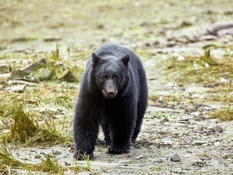 Black bear walking towards you on way to a river to catch salmon.