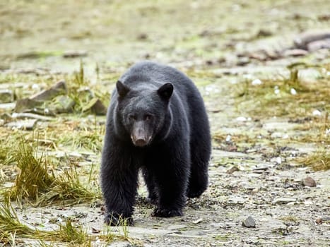 Black bear walking towards you on way to a river to catch salmon.