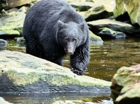 Black bear walking towards you on way to a river to catch salmon.