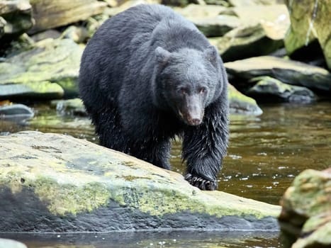 Black bear walking towards you on way to a river to catch salmon.