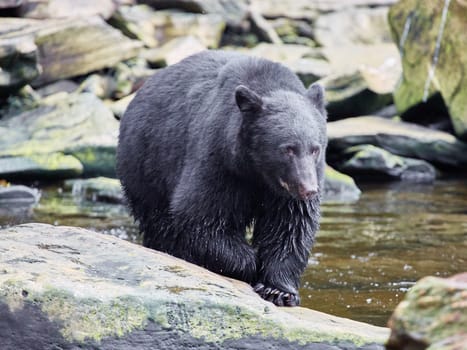 Black bear walking towards you on way to a river to catch salmon.