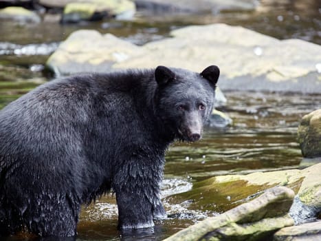 Black bear walking towards you on way to a river to catch salmon.