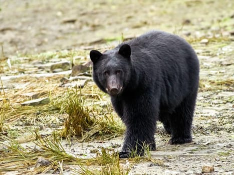 Black bear walking towards you on way to a river to catch salmon.