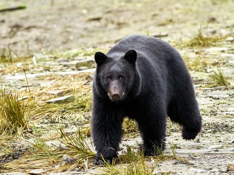 Black bear walking towards you on way to a river to catch salmon.