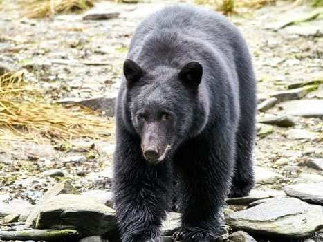 Black bear walking towards you on way to a river to catch salmon.