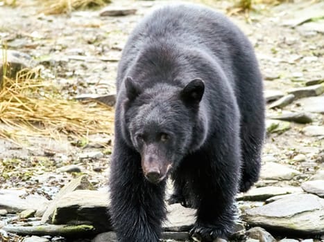 Black bear walking towards you on way to a river to catch salmon.