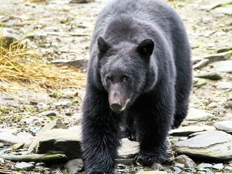 Black bear walking towards you on way to a river to catch salmon.