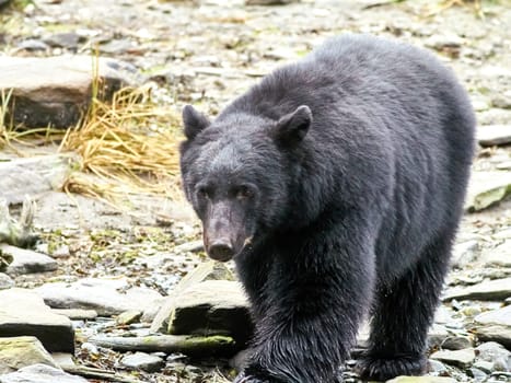 Black bear walking towards you on way to a river to catch salmon.