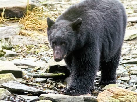 Black bear walking towards you on way to a river to catch salmon.