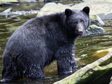 Black bear walking towards you on way to a river to catch salmon.