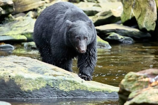 Black bear walking towards you on way to a river to catch salmon.