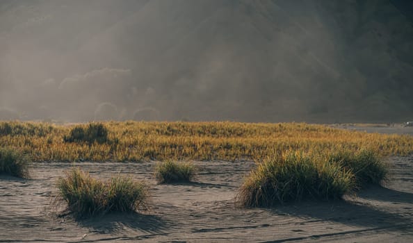 Savanna vegetation in Bromo mount volcano. Desert landscape view in Semeru national park