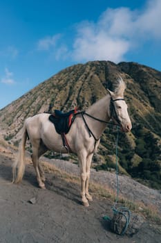 Close up shot of white horse in Bromo Mount savanna. Riding tour in Bromo desert, Semeru National Park journey