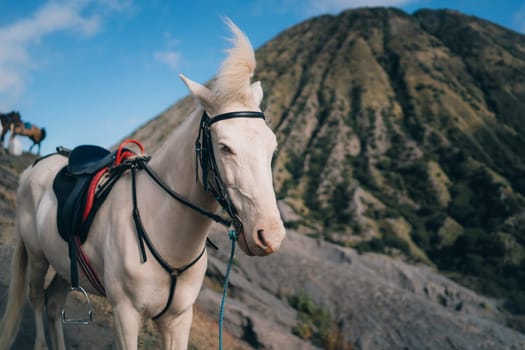 Close up shot of white horse with Bromo mount background. Riding tour in Semeru National park