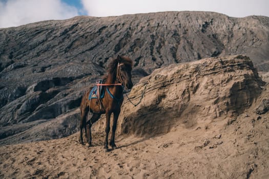 Close up shot of brown horse in Bromo Mount savanna. Riding tour in Bromo desert, Semeru National Park journey