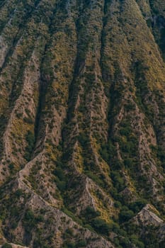 Close up view of Bromo Mount texture with savanna vegetation. Rocky lava with plants, Bromo savanna field