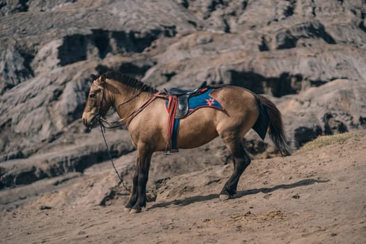 Close up shot of beautiful beige horse with Bromo Mount background.