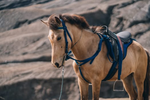 Close up shot of beige horse with rocky mount background. Riding tour in Semeru National Park