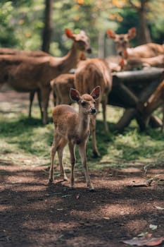 Close up shot of little fawn with deers background. Photo of young deer in wild green forest