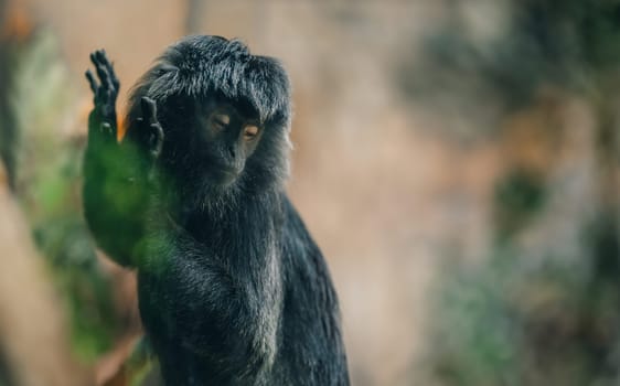 Close up shot of fluffy Goeldi's marmoset face. Cute adorable goeldis monkey in zoo