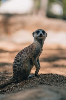 Close up shot of standing suricate. Cute meerkat on lookout position, watching around