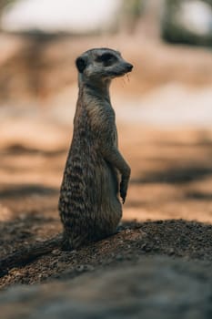 Close up shot of standing suricate. Cute meerkat on lookout position, watching around