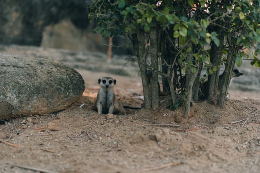 Group of suricates hiding under wood branch. Meerkats sitting in den on lookout position