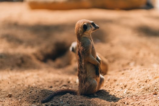 Close up shot of standing meerkat on sand. Cute suricate looking around in lookout pose