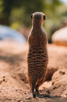 Close up shot of standing meerkat on sand. Cute suricate looking around in lookout pose