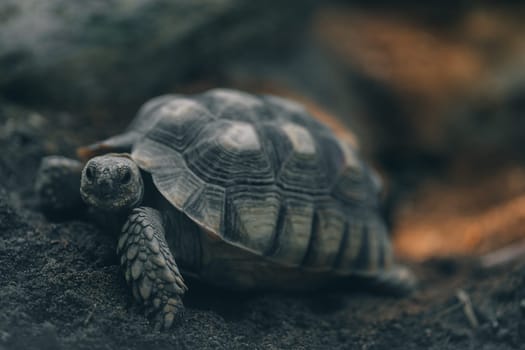 Close up shot of turtle on ground. Pond turtle species, an order of reptiles with shell