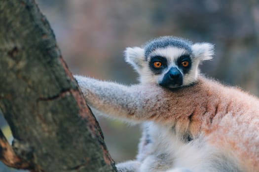 Close up photo of ring tailed lemur. Cute animal with protruding muzzle and orange eyes