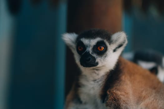 Close up shot of relaxed ring tailed lemur. Cute furry animal taking sunbath and resting