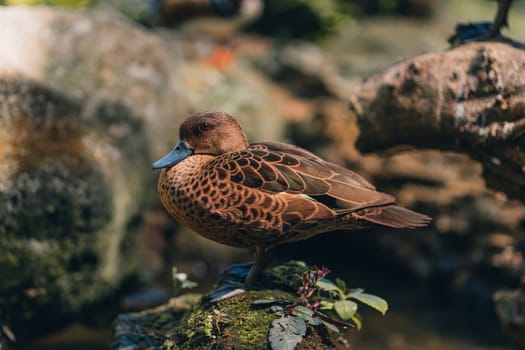 Close up shot of wild brown duck sitting on rock. Pond bird in resting pose, waterfowl in safari park