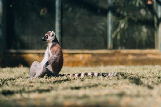 Close up shot of sitting ring tailed lemur on grass. Cute lemur in lookout position watching around