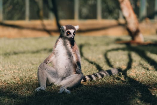 Close up shot of sitting ring tailed lemur on grass. Cute lemur in lookout position watching around