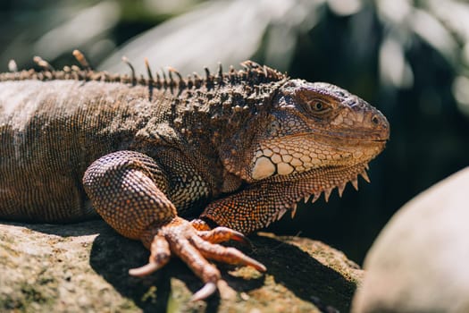 Close up shot of large iguana lying on rock. Big lizard species in tropical safari park