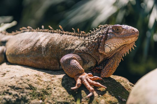 Close up shot of iguana with green nature background. Large tropical lizard in safari park