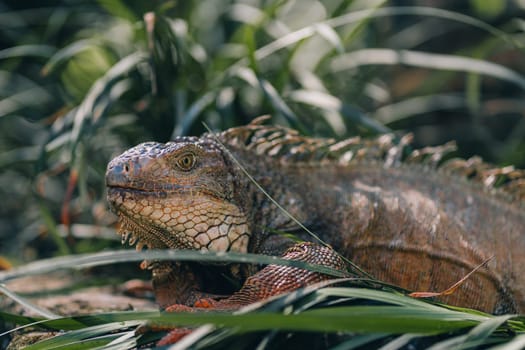 Close up shot of iguana with green nature background. Large tropical lizard in safari park