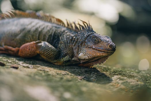 Close up shot of large iguana lying on rock. Big lizard species in tropical safari park