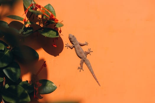 Close up shot of small lizard on orange wall with green plant leaves. Gecko lizard walking on house fence