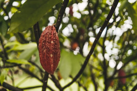 Close up shot of hanging cocoa ripe beans. Rainforest cacao tree and evergreen vegetation