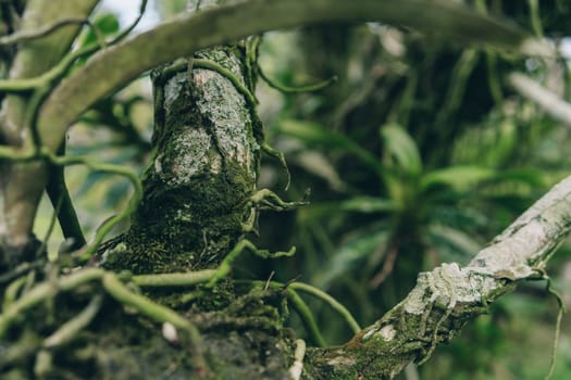 Close up shot of green moss and tropical vegetation. Jungle botanicals and evergreen plants