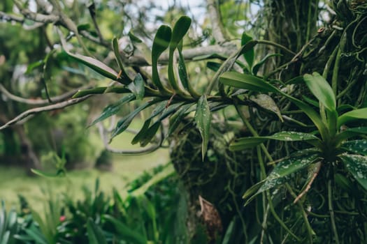 Close up shot of green moss and tropical vegetation. Jungle botanicals and evergreen plants