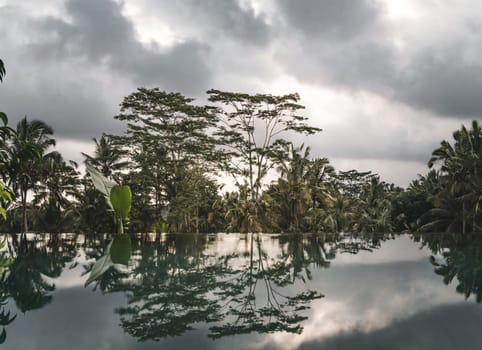 Landscape view of rice field with forest background. Paddy fields, balinese agriculture and farming