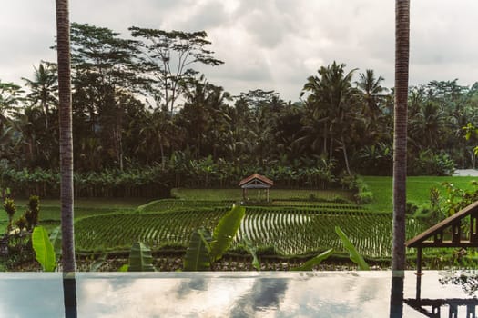 Landscape view of rice field with forest background. Paddy fields, balinese agriculture and farming