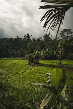 Landscape view of rice plantation near the palms jungle. Balinese farming agriculture, rice growing field