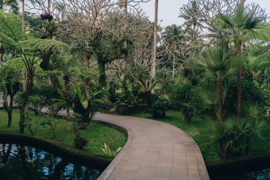 Footpath in beautiful evergreen jungle. Trekking route in tropical rainforest vegetation