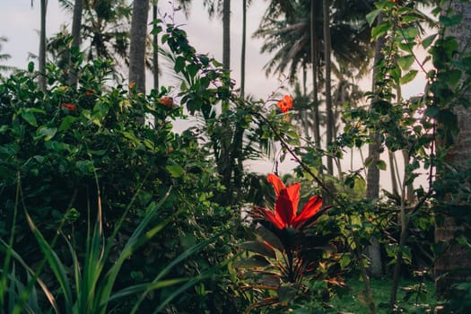 Close up shot of tropical red flowers with jungle green nature background. Exotic vegetation and botanicals flora